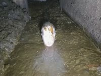 [ Poop  XXX Tube ] Dude swims deep in manure and shit
